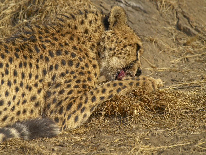 Amani Lodge, Cheetah